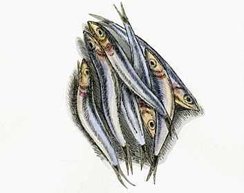Anchovis