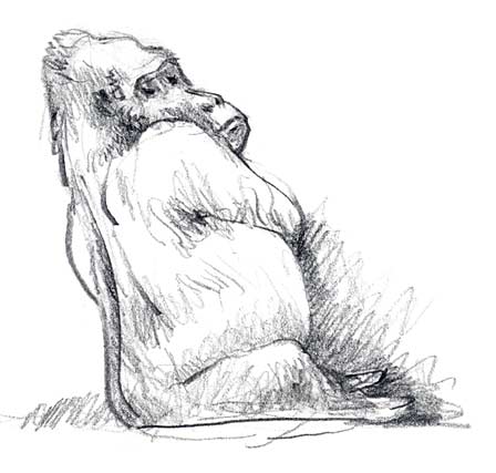 Gorilla