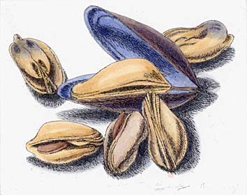 Miesmuscheln