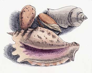 Muschelschalen