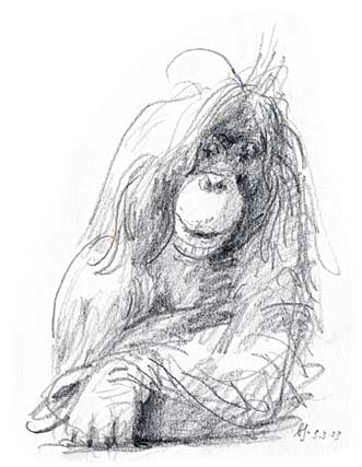 Orang Utan