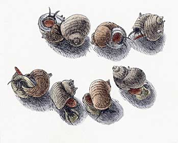 Strandschnecken